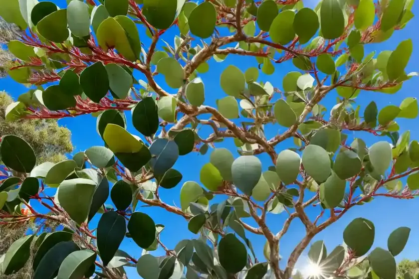 Lemon eucalyptus (corymbia citriodora) — photo 3