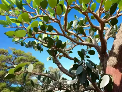 Lemon Eucalyptus (Corymbia Citriodora)