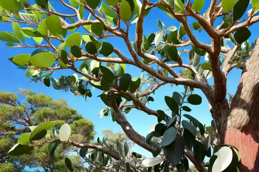 Lemon eucalyptus (corymbia citriodora)