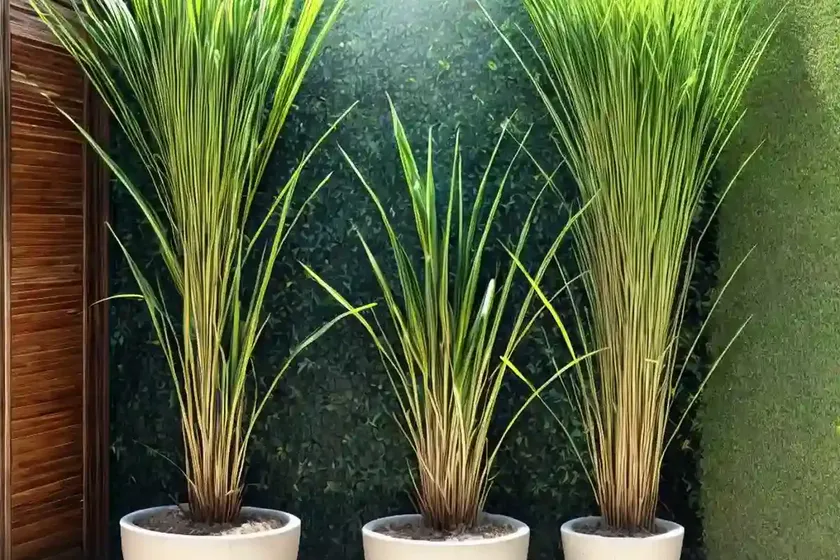Lemon grass (cymbopogon citratus) — photo 2