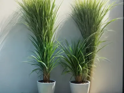 Lemon Grass (Cymbopogon Citratus)