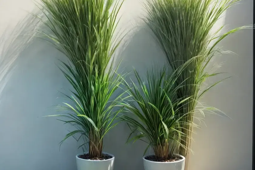 Lemon grass (cymbopogon citratus)