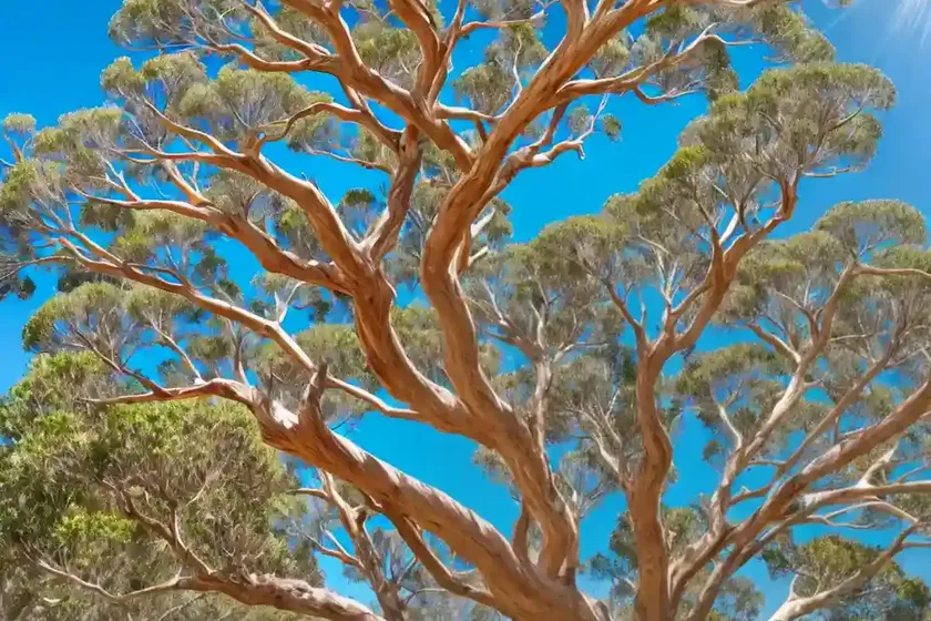 Lemon-scented Gum (Corymbia Citriodora) — photo 2