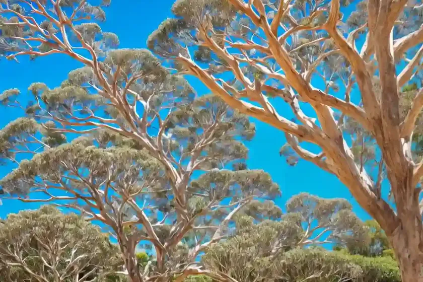Lemon-scented Gum (Corymbia Citriodora) — photo 3