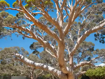 Lemon-scented Gum (Corymbia Citriodora)