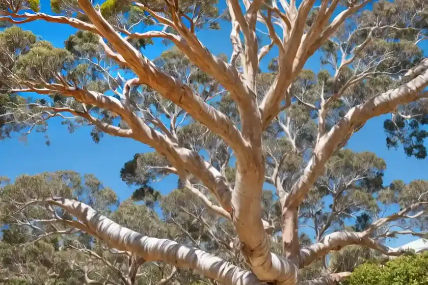 Lemon-scented Gum (Corymbia Citriodora)
