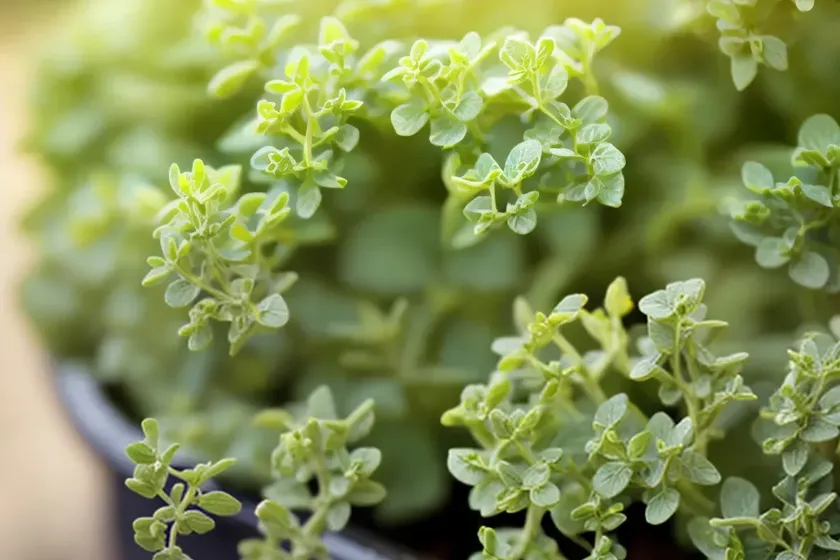 Lemon thyme (thymus citriodorus) — photo 2