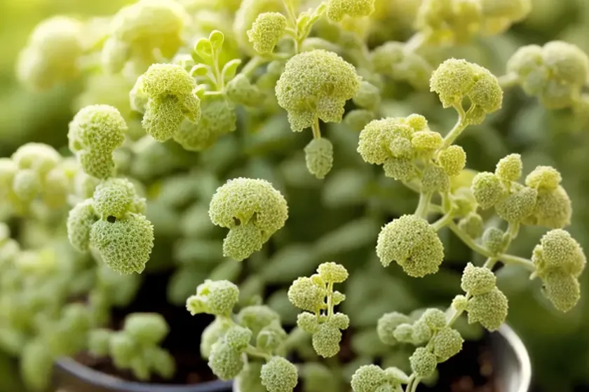 Lemon thyme (thymus citriodorus) — photo 3