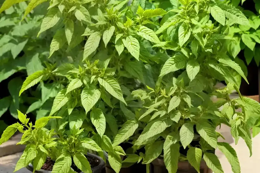 Lemon verbena (aloysia citriodora) — photo 2