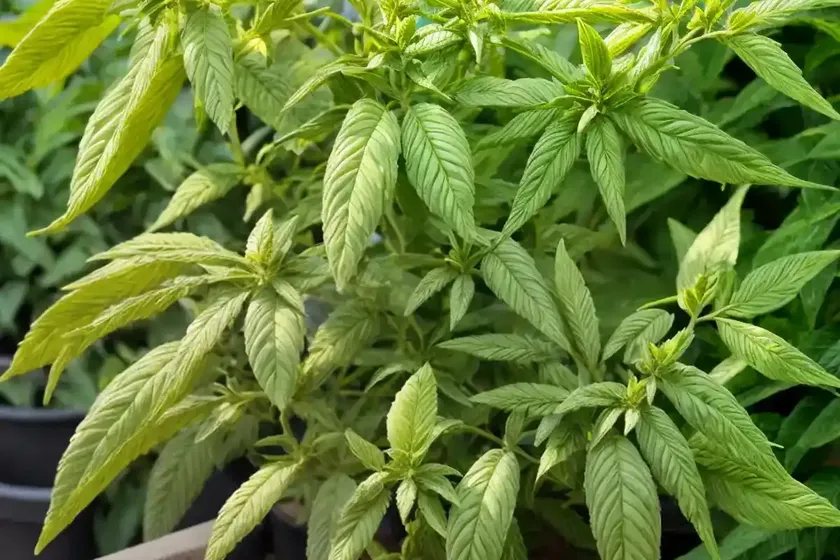 Lemon verbena (aloysia citriodora) — photo 3