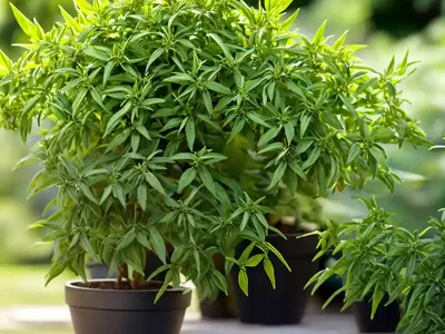 Lemon Verbena (Aloysia Citriodora)
