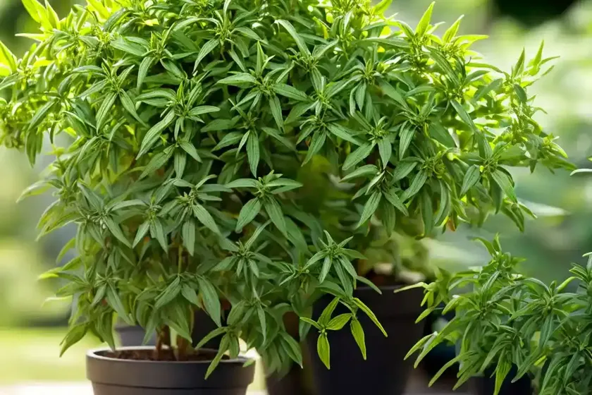 Lemon verbena (aloysia citriodora)