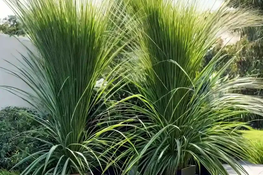 Lemongrass (cymbopogon citratus) — photo 3