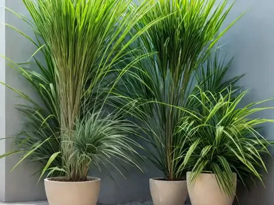 Lemongrass (Cymbopogon Citratus)