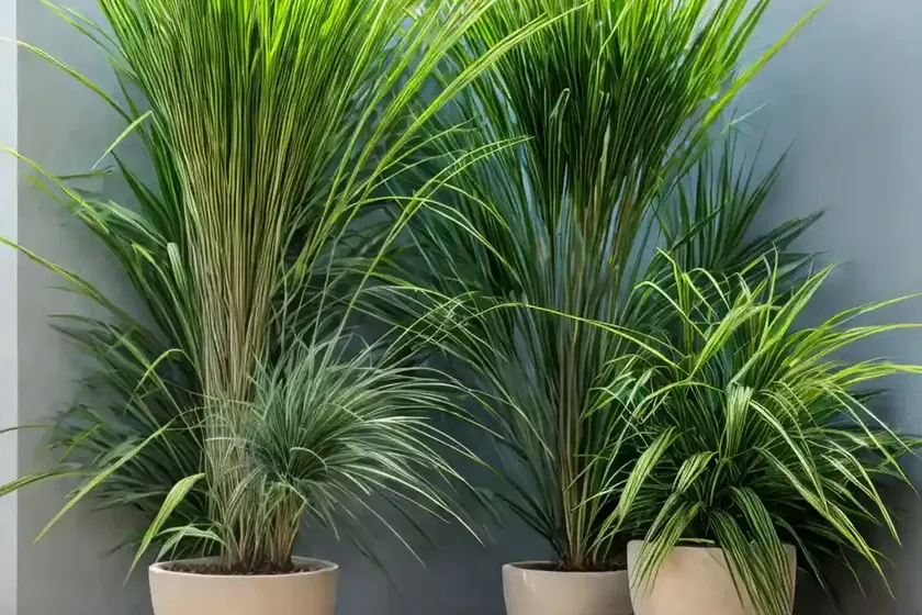 Lemongrass (cymbopogon citratus)