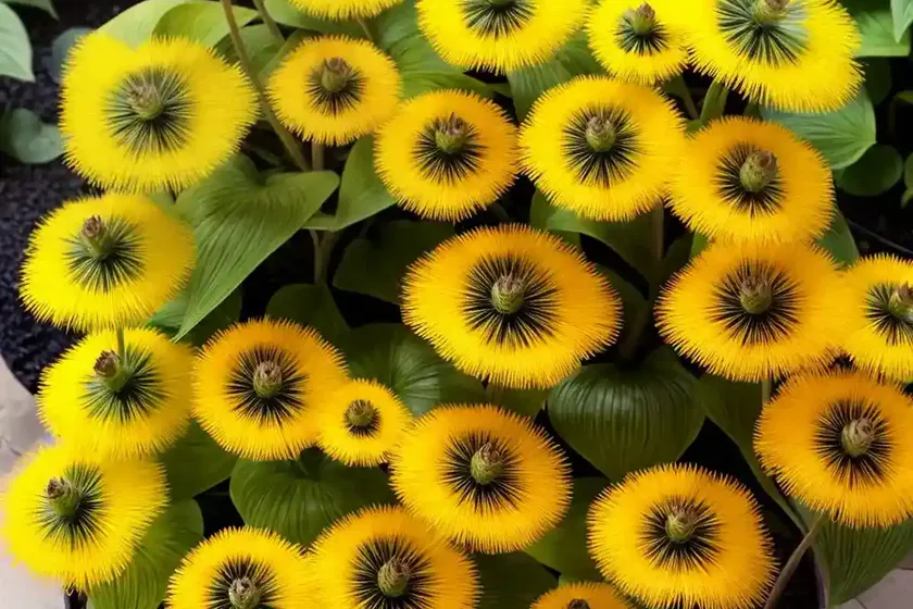 Leopard plant (farfugium japonicum) — photo 2