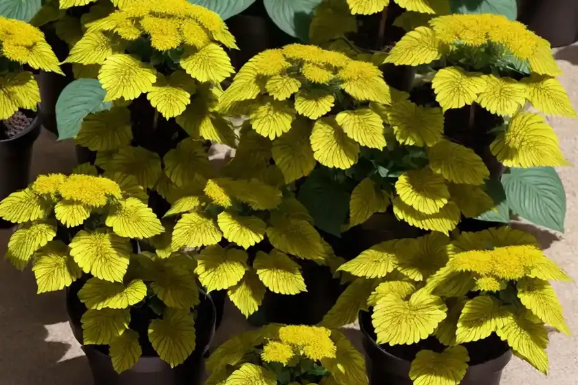 Leopard plant (ligularia dentata ‘othello’) — photo 2