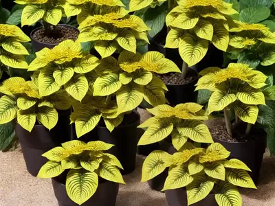 Leopard Plant (Ligularia Dentata ‘Othello’)
