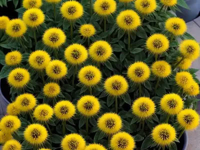 Leopard’s Bane (Doronicum ‘Little Leo’)