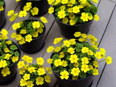 Lesser Celandine (Ficaria Verna)