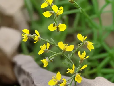 Lesser Horseshoe Vetch (Hippocrepis Ciliata)