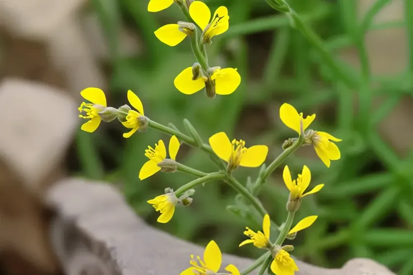 Lesser horseshoe vetch (hippocrepis ciliata)