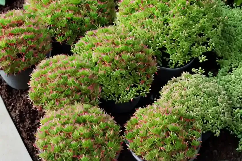 Lesser Mexican Stonecrop (Sedum Confusum) — photo 3