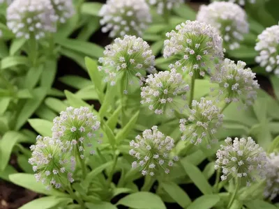 Lesser Swinecress (Lepidium Didymum)