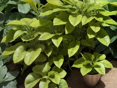 Letizia Sedeveria (Sedeveria ‘Letizia’)