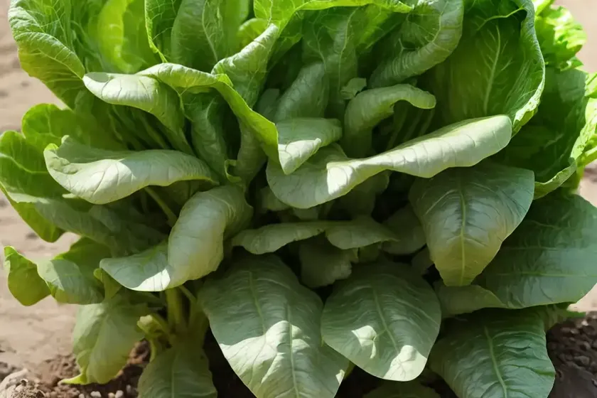 Lettuce (lactuca sativa) — photo 2