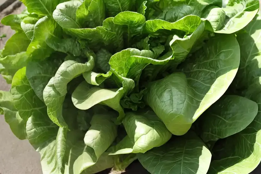 Lettuce (lactuca sativa) — photo 3