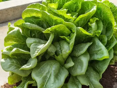 Lettuce (Lactuca Sativa)