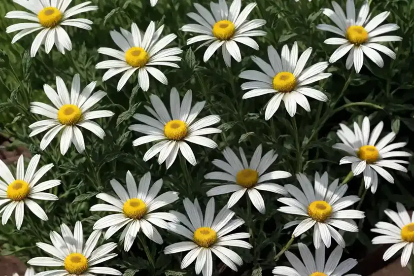 Leucanthemum paludosum (annual marguerite) — photo 3