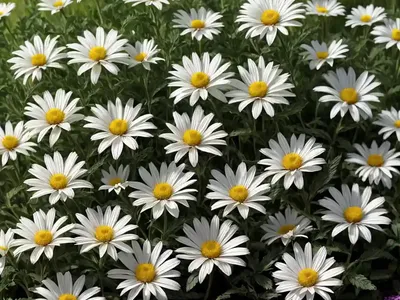 Leucanthemum Paludosum (Annual Marguerite)