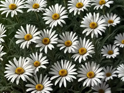 Leucanthemum X Superbum (Shasta Daisy)