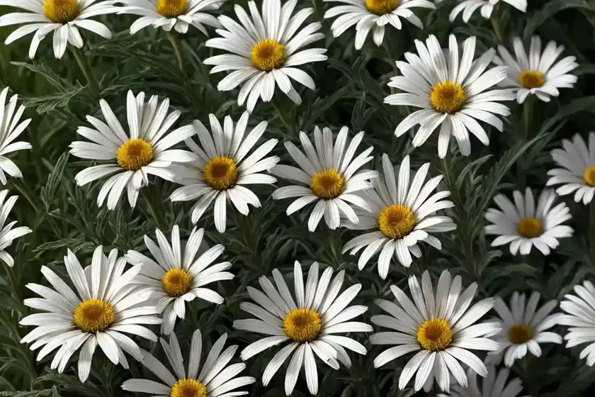 Leucanthemum x superbum (shasta daisy)