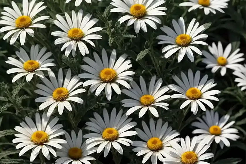 Leucanthemum x superbum ‘snowcap’ (shasta daisy) — photo 3