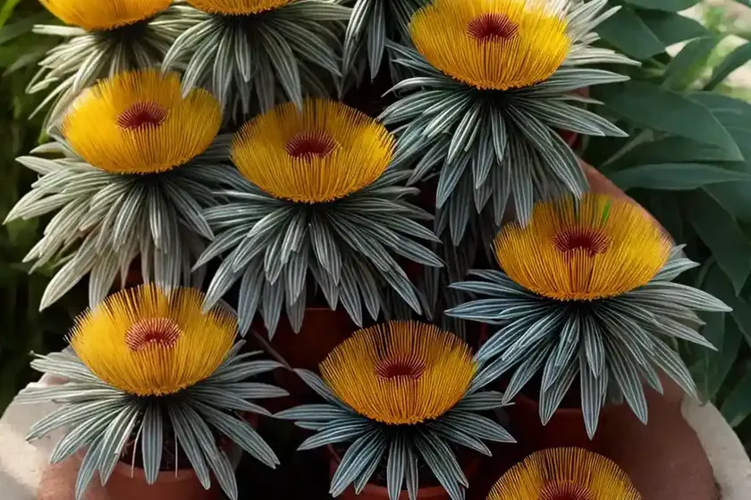 Leucospermum cordifolium (nodding pincushion) — photo 2