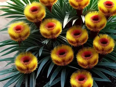 Leucospermum Cordifolium (Nodding Pincushion)