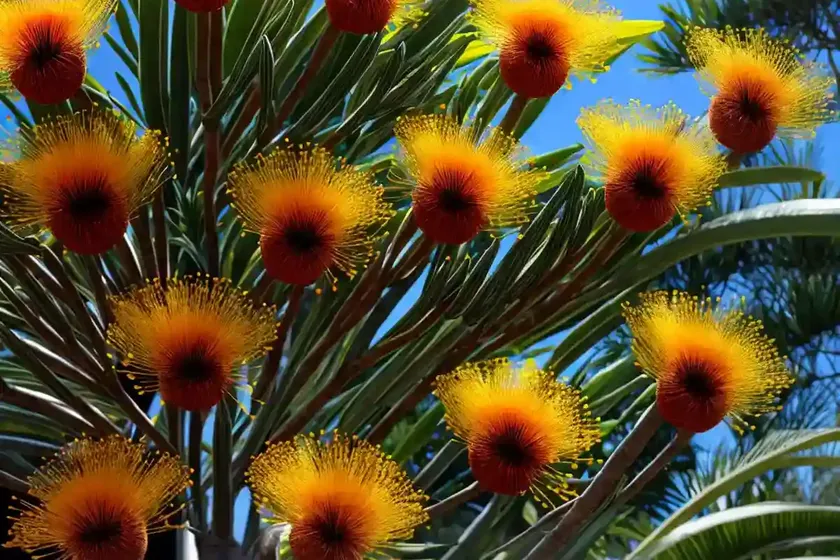 Leucospermum reflexum so exquisite (skyrocket pincushion) — photo 2