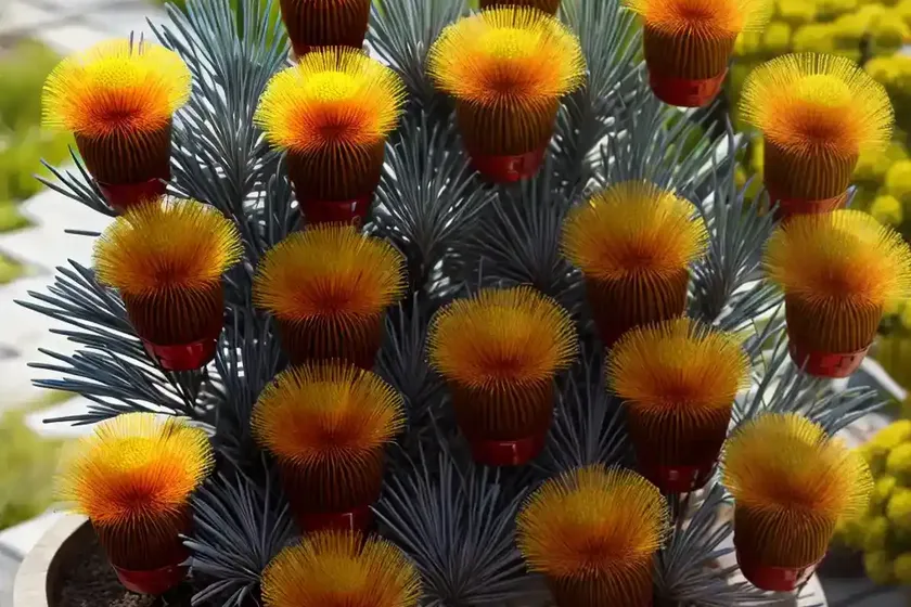 Leucospermum ‘veldfire’ (pincushion)