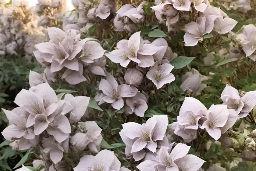 Levant Cotton (Gossypium Herbaceum) — photo 3