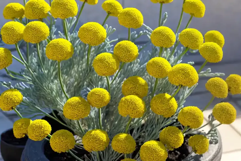 Licorice plant (helichrysum petiolare) — photo 2