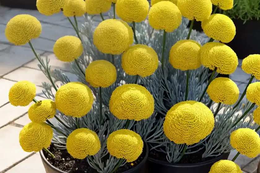 Licorice plant (helichrysum petiolare) — photo 3