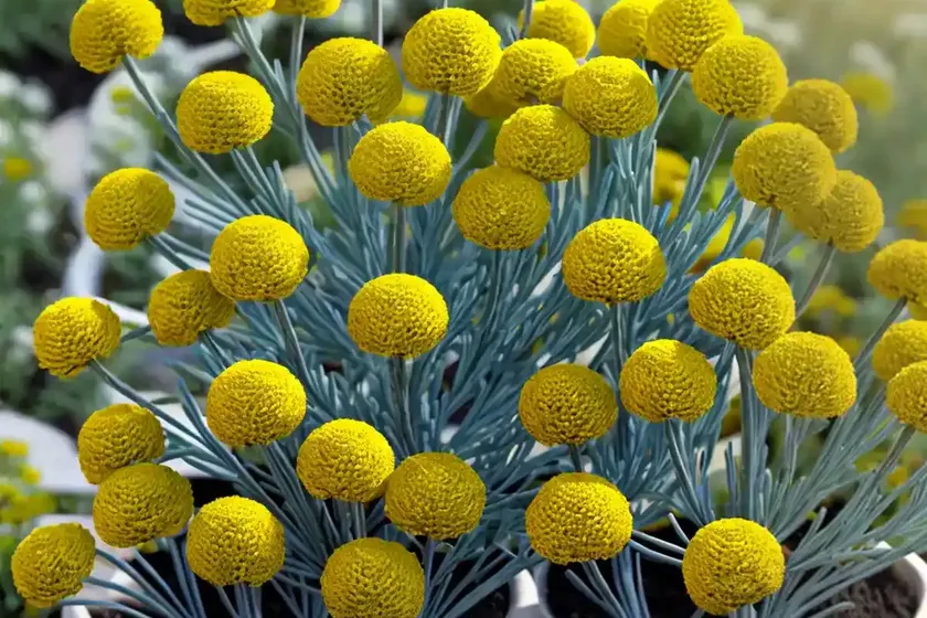 Licorice plant (helichrysum petiolare)