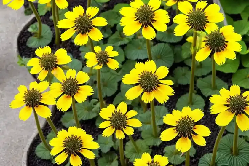 Ligularia ‘bottle rocket’ (leopard plant) — photo 2