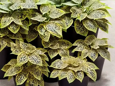 Ligularia ‘Britt Marie Crawford’ (Leopard Plant)