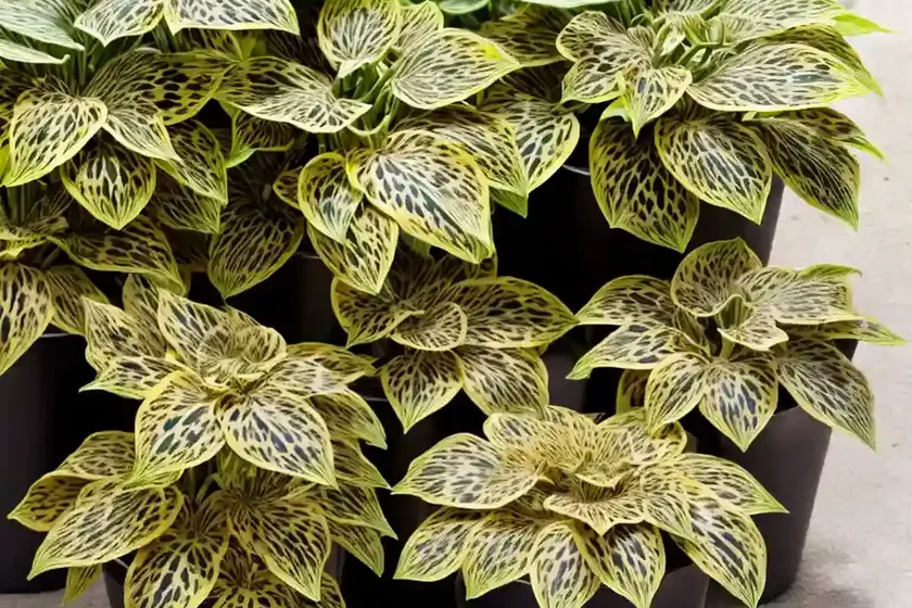 Ligularia ‘britt marie crawford’ (leopard plant)
