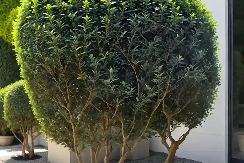 Ligustrum japonicum (japanese privet) — photo 2