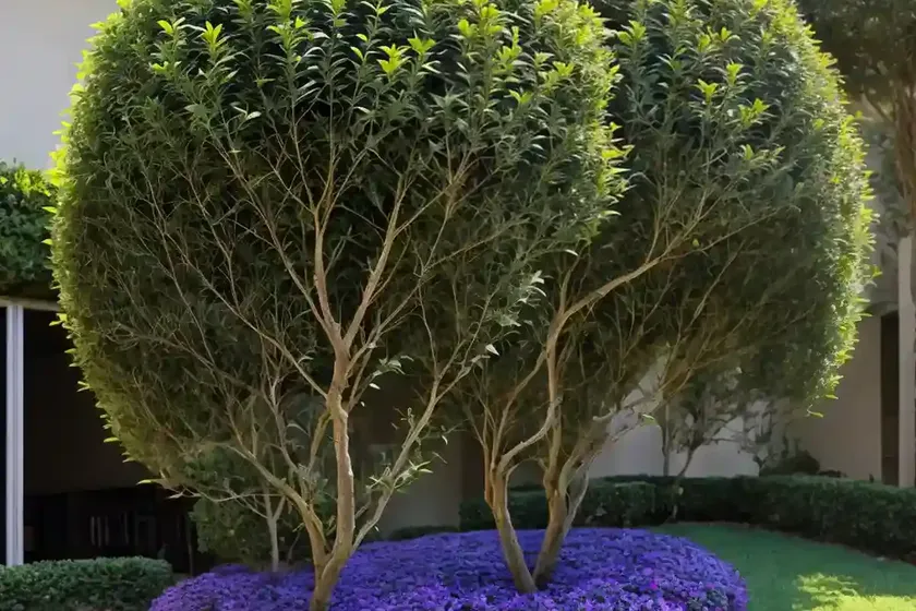 Ligustrum japonicum (japanese privet) — photo 3